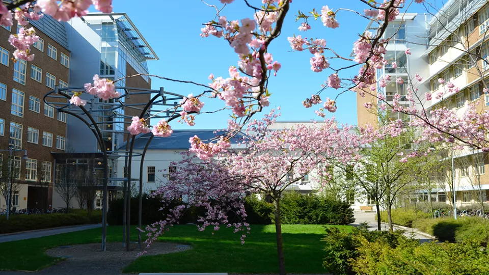 Campus spring flowers