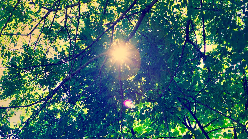 Solen skiner genom lövverket på träd.