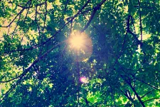 Solen skiner genom lövverket på träd.